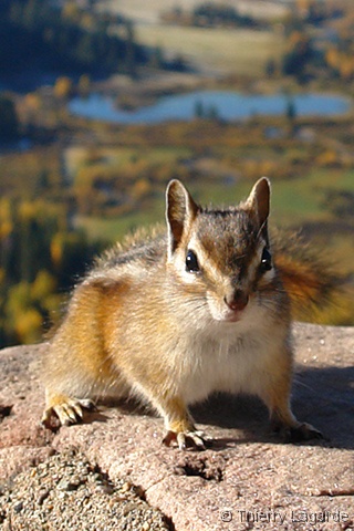 Diapositive suivante