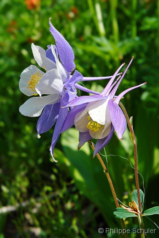 Diapositive suivante