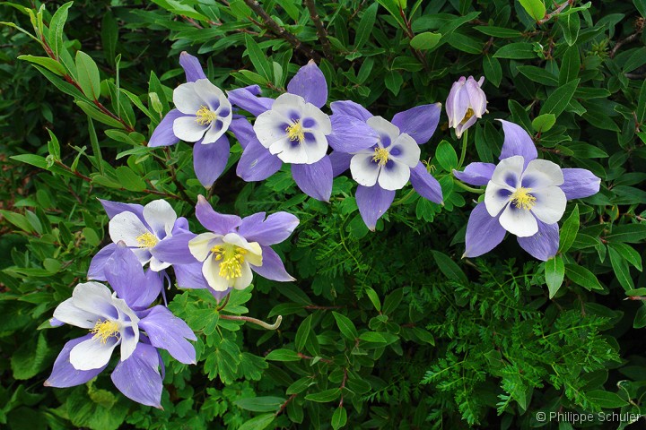 Diapositive suivante