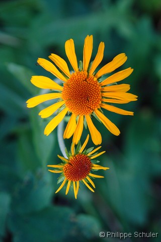 Diapositive suivante