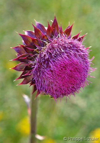 Diapositive suivante