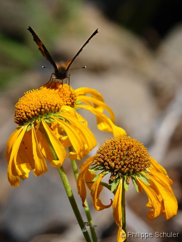 Diapositive suivante