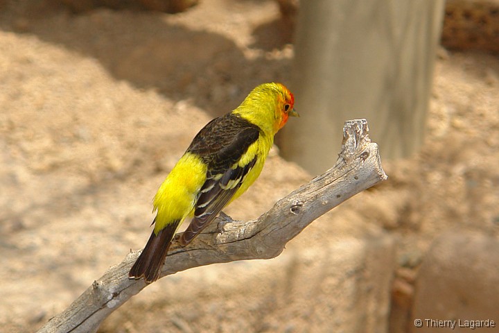 Diapositive suivante