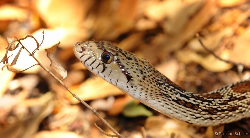 Diapositive suivante
