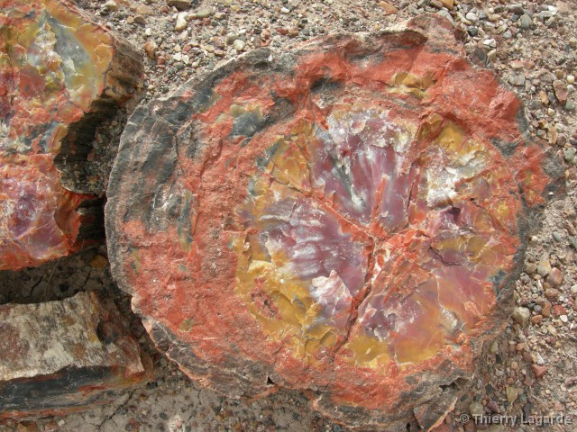 Diapositive suivante