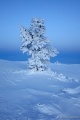 Filename=DSC03353R.JPG
Filesize=63KiB
Dimensions=427x640
Date added=Dec 28, 2015 DSC03353R.JPG