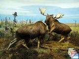 musee histoire naturelle