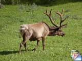 Wildlife