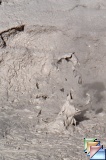 mud and pools