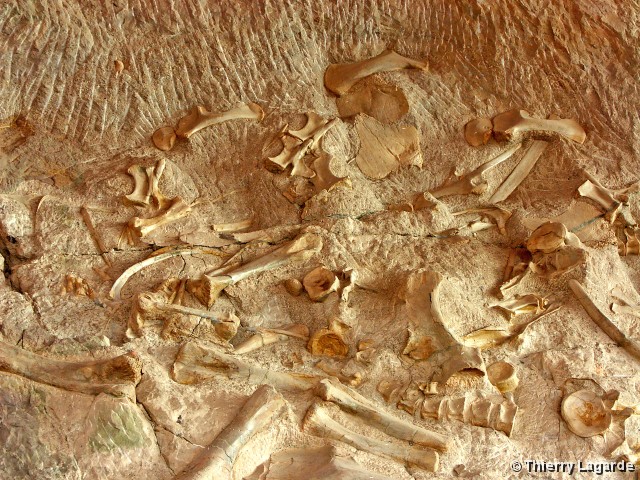 Diapositive suivante
